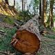 wooden log
